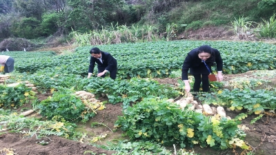 2020年疫情期間，廣東堅基集團解菜農滯銷之急